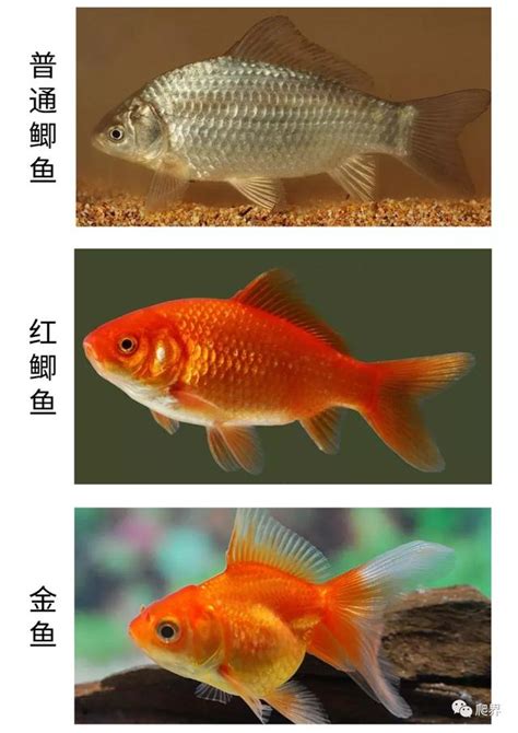 夜市金魚品種|金魚品種的奧祕：從草種到龍種，一網打盡金魚的種類。